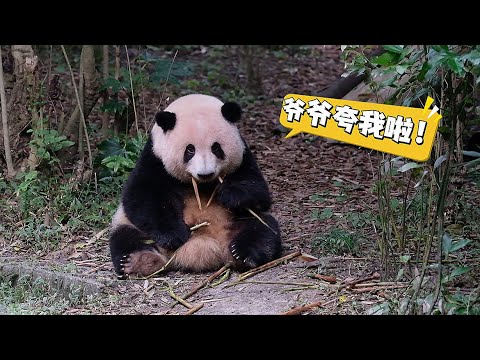 25.10.16 爷爷今天又夸花花啦,爷爷会夸就多夸两句嘛！👍