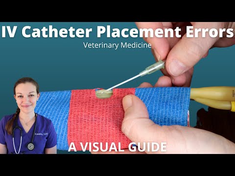 IV Catheter Placement Errors in Veterinary Medicine