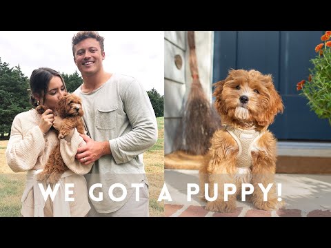 Picking up our Cavapoo Puppy!! And our first 6 month recap, training, pros and cons, etc!