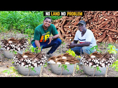 How He Makes GHS100,000($8404.17) in 6 Months from His 10 Acres Cassava Farm in Ghana #cassava