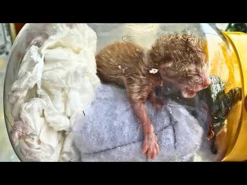 Abandoned Kitten Found in a Jar Cries Helplessly Until This Happens