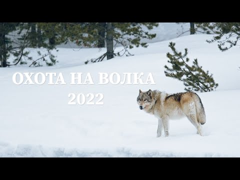 Охота на Волка 2022