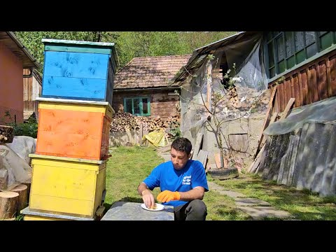 Mountain Life | Spring Beekeeping and Cooking Wild Rabbit over Fire
