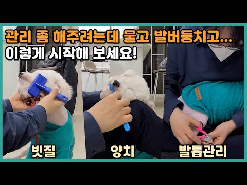 깨물고 발버둥치는 강아지, 미용교육은 이렇게 시작해 보세요! | 비숑 꼼이