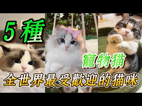 世界最受歡迎的5種寵物貓，你最愛哪一種？第二種真的無法拒絕。#貓咪 #寵物 #寵物貓 