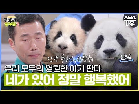 이제 먼 여행을 떠나는 푸바오의 이야기🐼 국내 최초 아기 판다의 탄생부터 마지막 이별의 순간 그리고 강철원 사육사의 감동의 편지🥹안녕, 푸바오#푸바오와할부지2 l SBSNOW