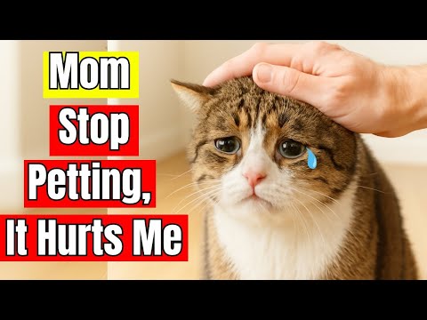 16 Things Your Cat Loves More Than Petting ( Stop Petting Them Wrong! )