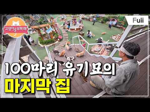 [Full] Please Take Care of My Cat - The Last Home for 100 Abandoned Cats