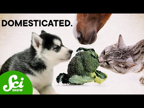 How Humans Domesticated Just About Everything | Compilation