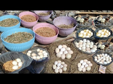 هاتوا عشر بيضات وشوية تبن وعلبه سوده وعشرة جنيه و تعالو اعملكم مزرعة طيور علي السطح فقاسه ببلاش 😧😧