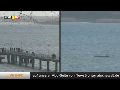 LIVE: Buckelwal "Hope" - Tag 7 - Neue Rettungsaktion?