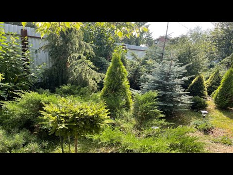 Моя коллекция хвойных❤️Названия, уход, обработка, восстановление, рекомендации. Хвойные уголки❤️