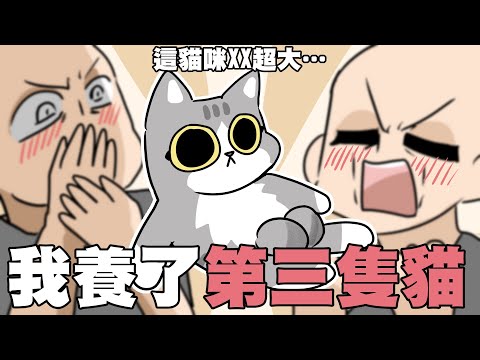 我養了第三隻貓！這貓咪XX超大…!?｜阿啾家的第三隻貓｜阿啾小劇場