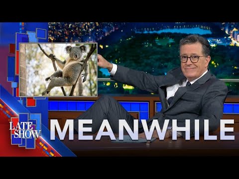 Meanwhile… Koala Chlamydia | Forever Chemicals In Beer | Fish Sex