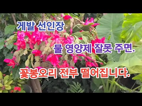 게발선인장 물이나 영양제 잘못 주면, 꽃봉오리 전부 떨어집니다 (꽃 많이 보려면 꼭 이렇게 해주세요)
