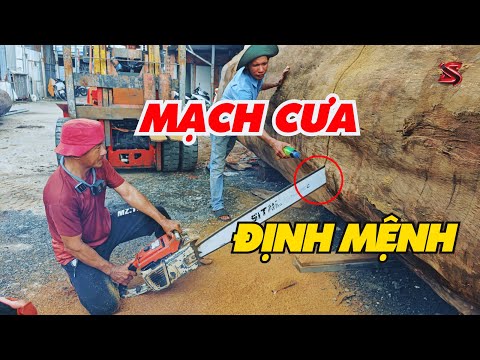 Vua Khỉ Miền Tây Cắt Đôi Cây Gỗ Khủng 1000 Năm Tuổi | Sơn Sập Gỗ