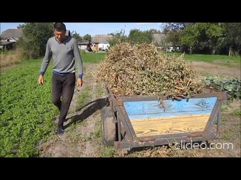 Повний процес уборки квасолі. Молотарка. Віялка.
