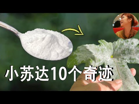 小苏打10大妙用，把厨房里的小苏打撒到菜地里，发生了10个惊人的奇迹。