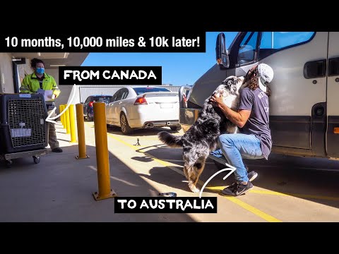 Dog’s Emotional Reunion with Owner After COVID kept them apart (try not to cry 😢)