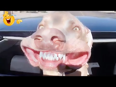 HILARIOUS DOGS Being Weird π€ͺ NEW Funniest Dogs Video 2026