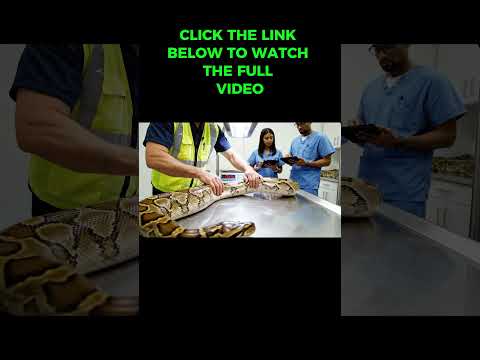 Inside The Python-Leather Factory: From Python Skin to $15,000 luxury jacket (Full Process)