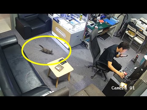 A sick little kitten walked into my shop... and he chose me.