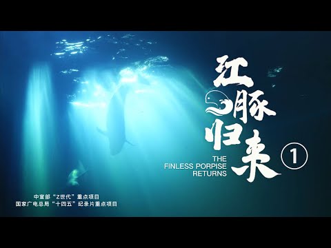 纪录片《江豚归来》第1集——“水中大熊猫”的回归之路，长江江豚“最后的堡垒”