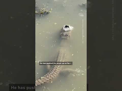 Alligator Found Breathing Through Frozen Water