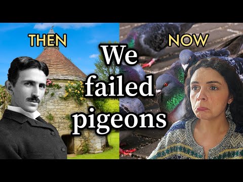 We Failed Pigeons: From Heroes to "Trash Birds"