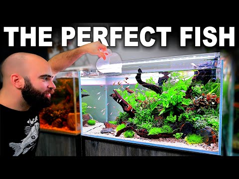 FULL AQUARIUM BUILD for The Perfect Fish!