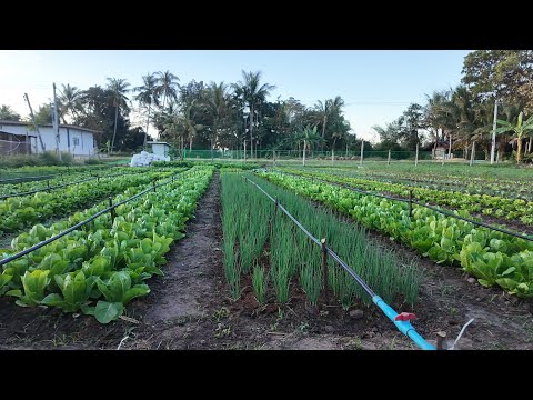 What type of water spinach did I use? Find out in this video! Just updating you on my beautiful v...