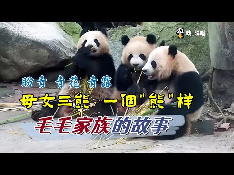 大熊猫盼青和女儿青花青露，母女三熊三个胖妹，外婆是汶川地震中罹难的毛毛，毛毛家族珍贵血脉传承的故事