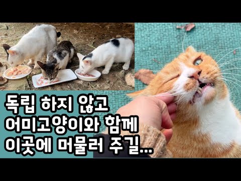 어린 고양이들이 어미 고양이들을 지켜주는 것 같다. [길고양이와 캣맘] #cat #길고양이 