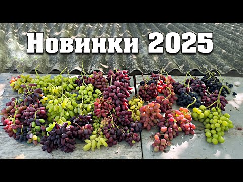 New products for 2025 on our grape rootstocks