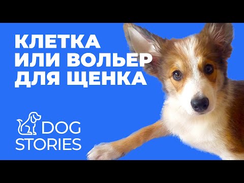 Клетка или вольер для щенка 🐕 Нужны ли ограничения в воспитании