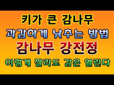 [텃밭농부.923]  키가 큰 감나무 강전정으로 낮추는 방법 #감나무 전정 #단감나무 #대봉감