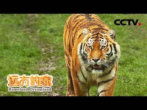《远方的家》 国家公园（10） 东北虎豹国家公园 王者归来 20180829 | CCTV中文国际