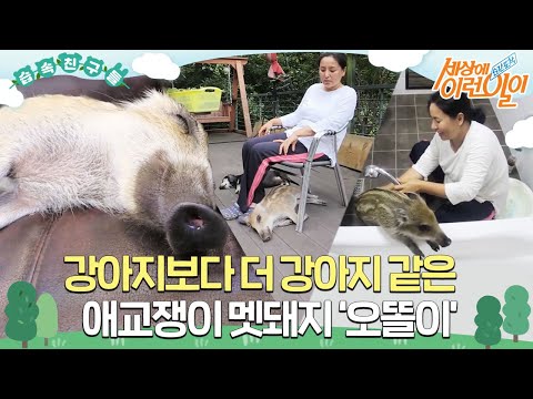 [#습속친구들] 🐗강아지보다 더 강아지 같은 애교쟁이 멧돼지 ‘오똘이’🤎 #순간포착세상에이런일이 #WhatonEarth #SBSstory