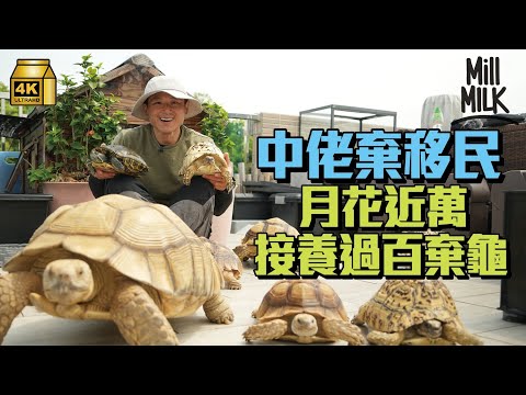 #MM｜中佬健身教練義務接收移民潮下過百棄龜 住新界700呎村屋天台養超過200隻龜 月花近萬買糧食付水電費 為接收棄龜放棄移民：人生就不停地選擇｜#700萬種生活 #黃允鍶 #4K