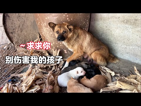 The mother dog gave birth to six cubs and tried her best to protect them after meeting strangers