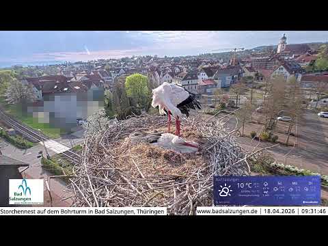 Storchennest Live Webcam in Bad Salzungen, Thüringen