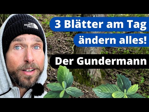 Gundermann - MEGA Wirkung! Mehr als eine Heilpflanze | Gundelrebe Kräuterkunde