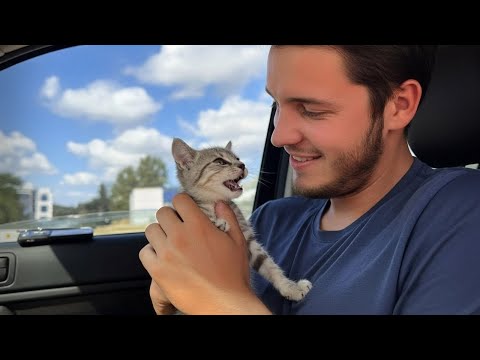 Dad Said No to a Cat, but Fate Had Other Plans 😻