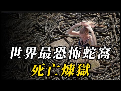 全世界最大的10個超級蛇窩，第六名0.2平方米盤踞著上萬條蛇，第壹名被聯合國緊急永久封禁，堪稱末日的“死亡之島”！#世界之最 #动物 #科普 #动物世界 #百科密码