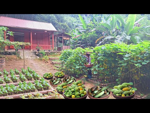 Mountain gardening: harvesting melons and squash to sell at the market / living off the grid.