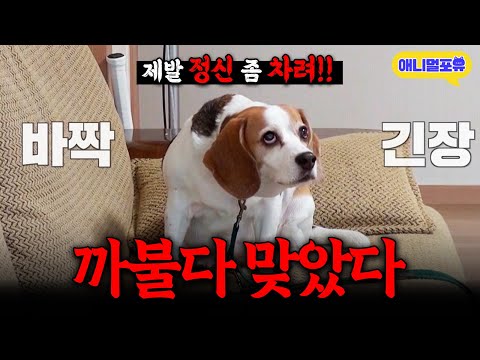 "Please, get a grip!!" A dog transforms instantly with Kang Hyung-wook's training.