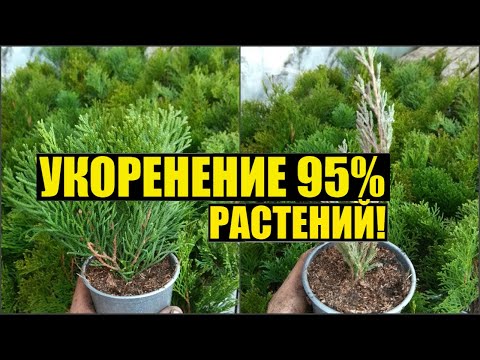 Размножение туи/можжевельника черенками.