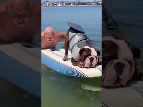 Tente Não Rir 😂 Gatos e Cachorros Mais Engraçados de 2025 🐱🐶