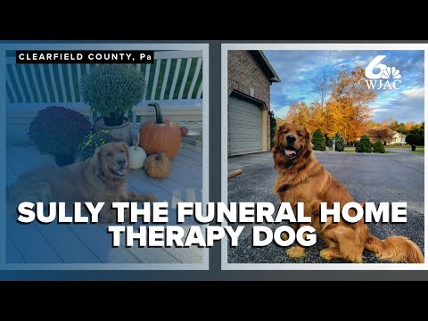 Meet Sully! Therapy dog provides comfort to grieving families at Pennsylvania funeral home