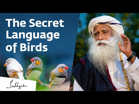 The Secret Language of Birds – Sadhguru Exclusive Preview